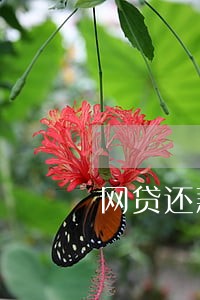 网贷还款日还款会不会逾期 网贷还款日还款会不会逾期