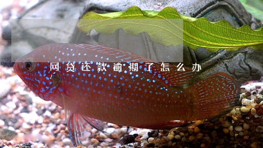 网贷还款逾期了怎么办 网贷还款逾期了怎么办