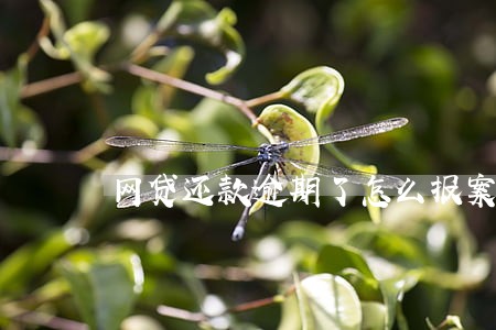 网贷还款逾期了怎么报案