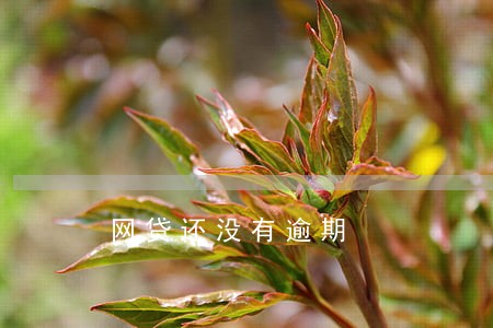 网贷还没有逾期 网贷还没有逾期