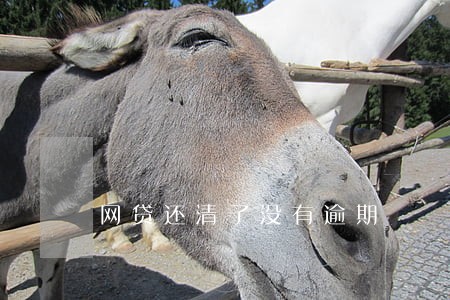网贷还清了没有逾期 网贷还清了没有逾期