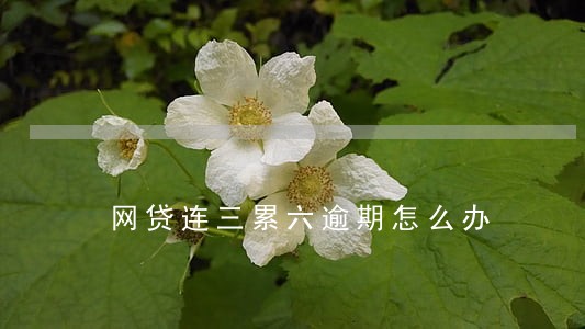 网贷连三累六逾期怎么办 网贷连三累六逾期怎么办