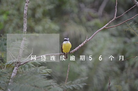 网贷连续逾期56个月 网贷连续逾期56个月