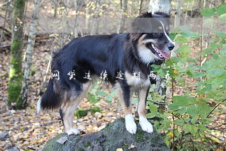 网贷连续逾期两天
