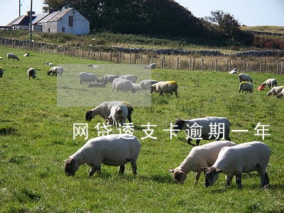 网贷透支卡逾期一年 网贷透支卡逾期一年