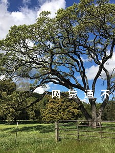 网贷通不过无逾期