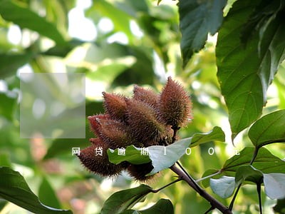 网贷逾期100元