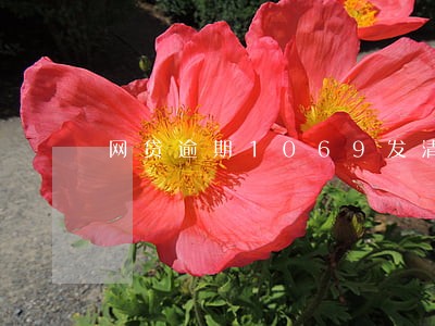 网贷逾期1069发清收信息 网贷逾期1069发清收信息