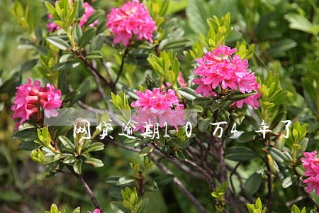 网贷逾期10万4年了 网贷逾期10万4年了