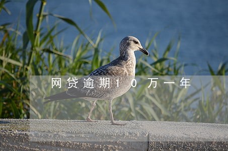 网贷逾期10万一年 网贷逾期10万一年