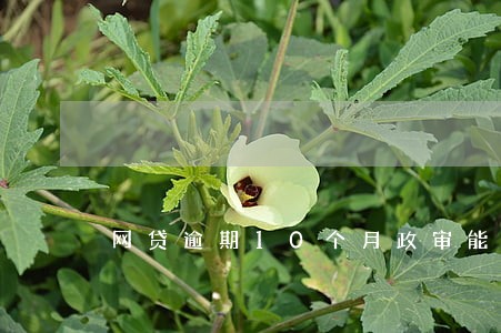 网贷逾期10个月政审能过吗 网贷逾期10个月政审能过吗