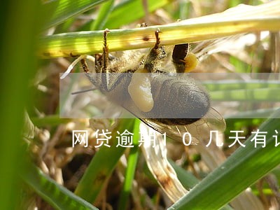 网贷逾期10几天有记录吗 网贷逾期10几天有记录吗