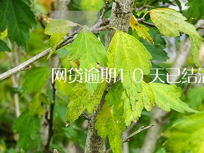 网贷逾期10天已结清 网贷逾期10天已结清