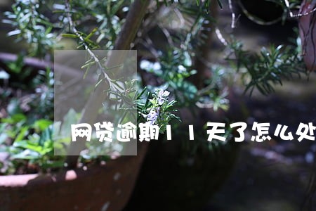 网贷逾期11天了怎么处理 网贷逾期11天了怎么处理