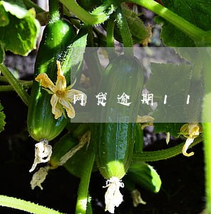 网贷逾期11月 网贷逾期11月