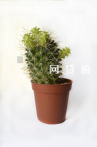 网贷逾期11次能拿房贷吗 网贷逾期11次能拿房贷吗