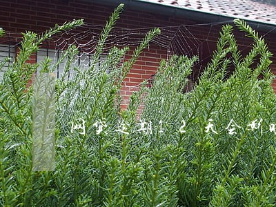 网贷逾期12天会影响征信吗 网贷逾期12天会影响征信吗
