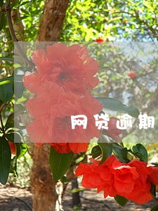 网贷逾期13天的案例 网贷逾期13天的案例