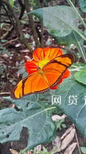 网贷逾期14天了怎么办 网贷逾期14天了怎么办