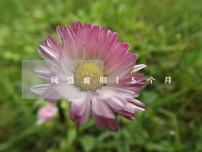 网贷逾期15个月 网贷逾期15个月