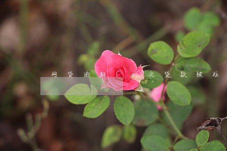 网贷逾期16次贷款被拒 网贷逾期16次贷款被拒
