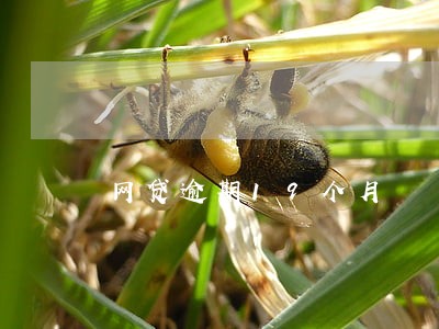网贷逾期19个月 网贷逾期19个月