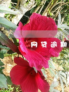网贷逾期1万会被起诉 网贷逾期1万会被起诉