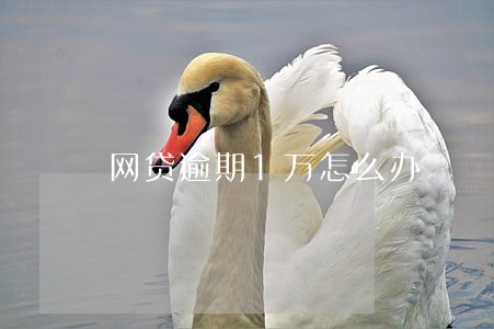 网贷逾期1万怎么办 网贷逾期1万怎么办