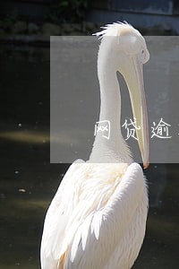 网贷逾期1万滚到12万减免 网贷逾期1万滚到12万减免