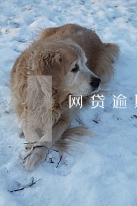 网贷逾期1两天 网贷逾期1两天
