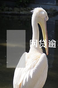 网贷逾期1千多天 网贷逾期1千多天