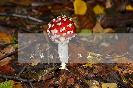 网贷逾期1年还不上 网贷逾期1年还不上