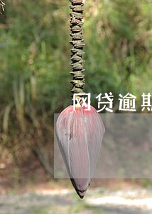 网贷逾期200多家怎么办 网贷逾期200多家怎么办