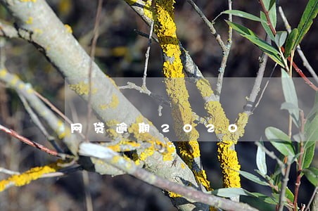 网贷逾期2020 网贷逾期2020