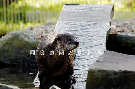 网贷逾期203天