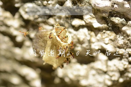 网贷逾期20天以后还行吗 网贷逾期20天以后还行吗
