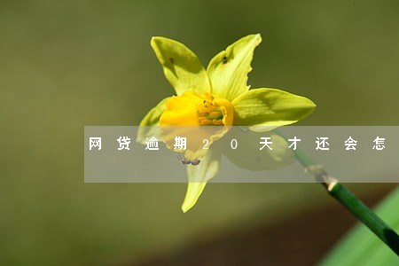 网贷逾期20天才还会怎么样 网贷逾期20天才还会怎么样