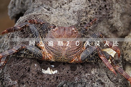 网贷逾期20天没人还