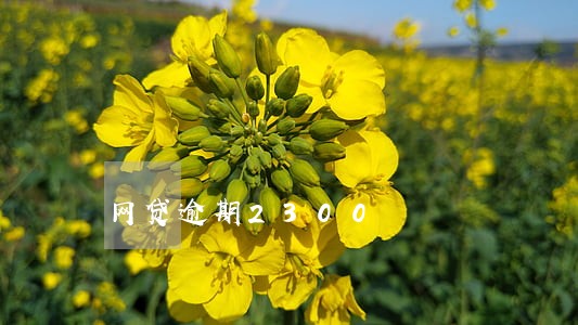 网贷逾期2300 网贷逾期2300