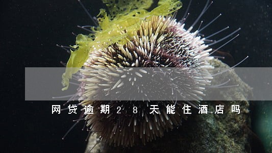 网贷逾期28天能住酒店吗 网贷逾期28天能住酒店吗