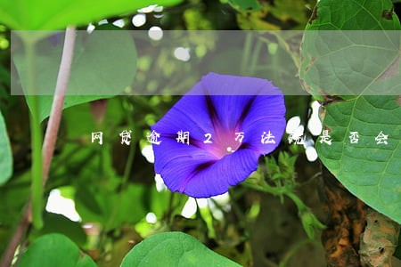 网贷逾期2万法院是否会受理 网贷逾期2万法院是否会受理