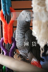 网贷逾期2千就是诈骗 网贷逾期2千就是诈骗