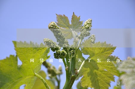 网贷逾期2天了怎么办 网贷逾期2天了怎么办