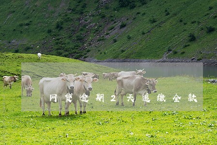 网贷逾期2天追缴全款 网贷逾期2天追缴全款
