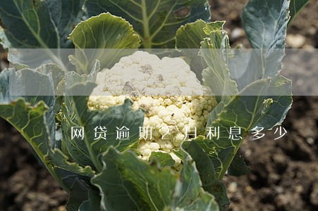 网贷逾期2月利息多少 网贷逾期2月利息多少