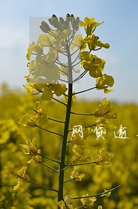 网贷逾期2次可以办车贷吗 网贷逾期2次可以办车贷吗