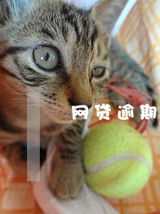 网贷逾期3000多要上门核实 网贷逾期3000多要上门核实
