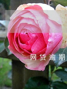 网贷逾期33度怎么办 网贷逾期33度怎么办