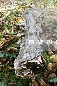 网贷逾期387 网贷逾期387