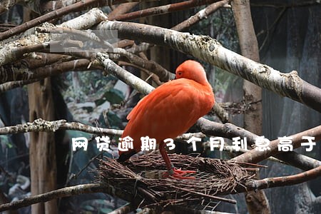 网贷逾期3个月利息高于本金 网贷逾期3个月利息高于本金